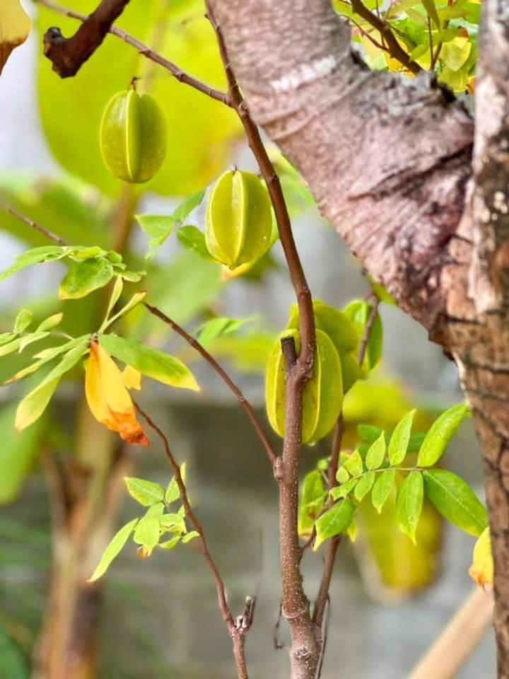 Golden Lotus Spa & Homestay Ap Thien Phuoc Kültér fotó